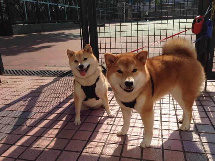 快船战术铁幕锁开拓者，约基奇关键先生登基